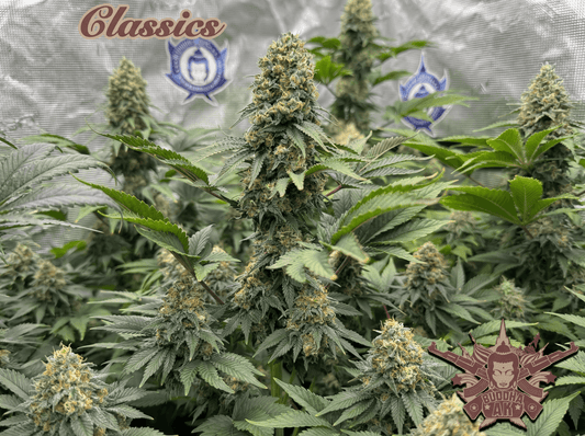 Buddha AK - Seeds