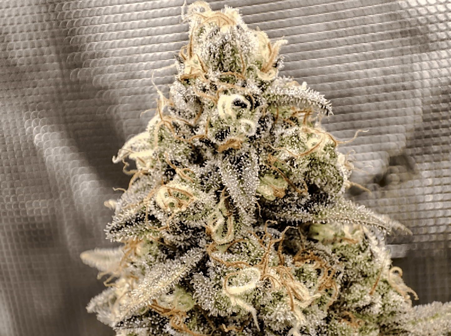 Buddha Cookie - Seeds