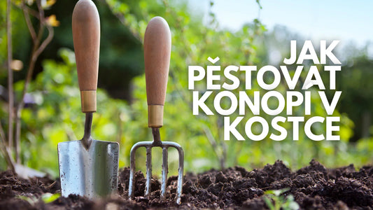 Jak pěstovat konopí v kostce
