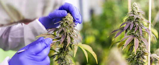 HHC a CBD: Kanabinoidy s pozitivními účinky.