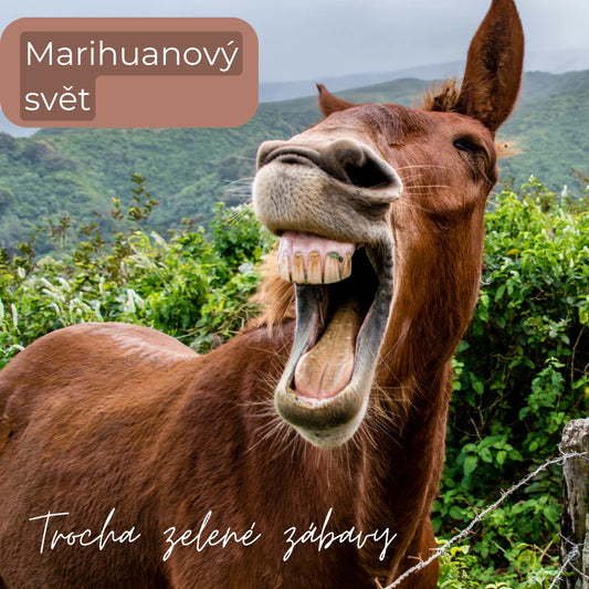 Marihuana: Trocha zelené zábavy