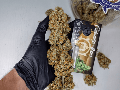 Calamity Jane Auto - Seeds