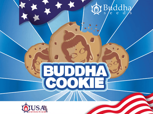 Buddha Cookie - Seeds