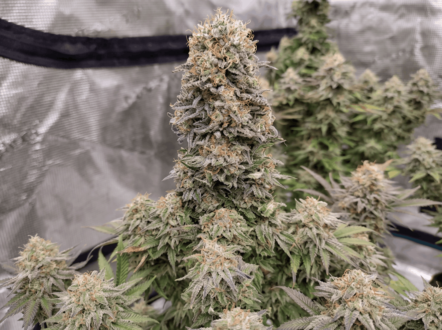 Buddha Cookie - Seeds