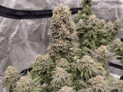 Buddha Cookie - Seeds