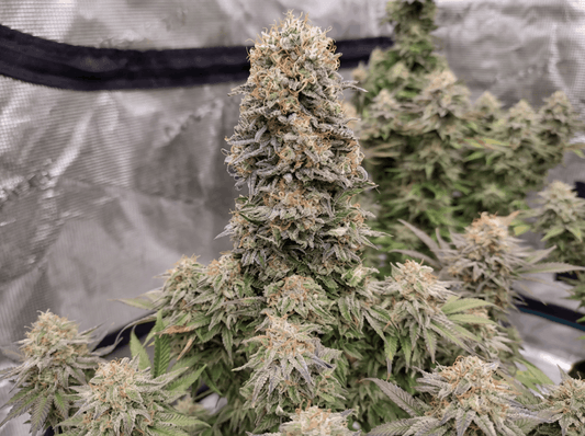 Buddha Cookie - Seeds