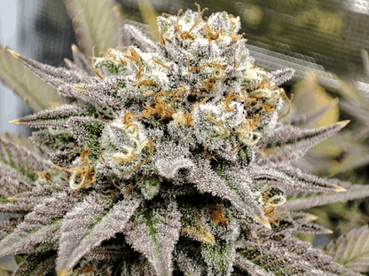Gorila - Seeds